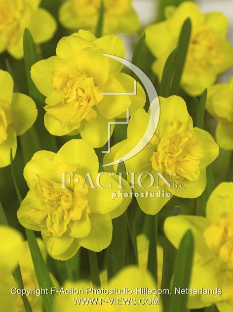 botanic stock photo Narcissus