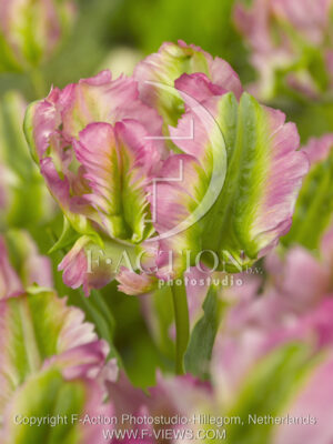 botanic stock photo Tulipa