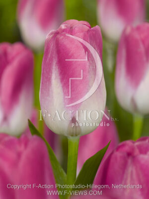 botanic stock photo Tulipa