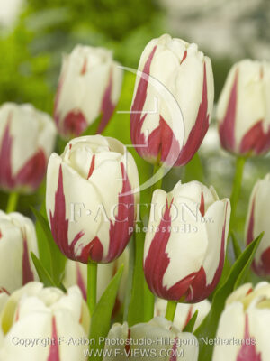 botanic stock photo Tulipa