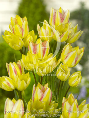 botanic stock photo Tulipa