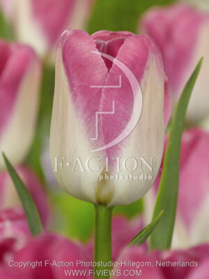 botanic stock photo Tulipa