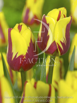 botanic stock photo Tulipa