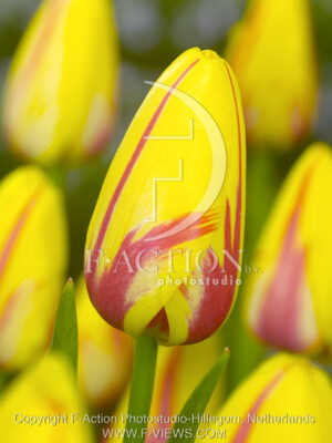 botanic stock photo Tulipa