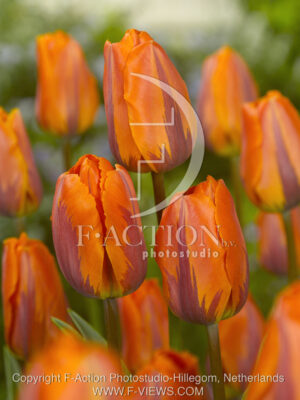 botanic stock photo Tulipa