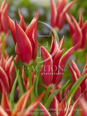 botanic stock photo Tulipa