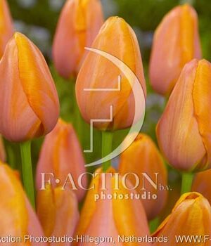 botanic stock photo Tulipa