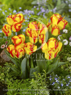 botanic stock photo Tulipa