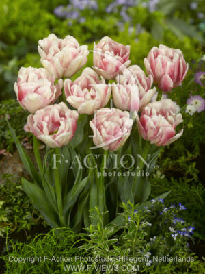botanic stock photo Tulipa