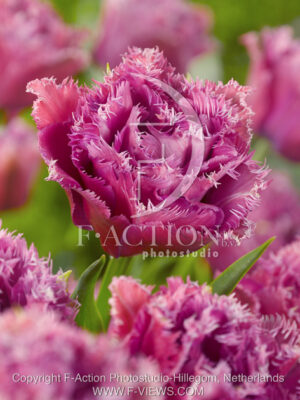 botanic stock photo Tulipa