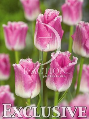 botanic stock photo Tulipa