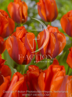 botanic stock photo Tulipa