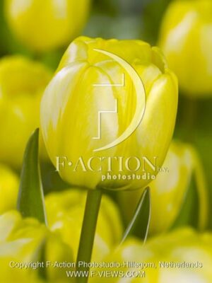 botanic stock photo Tulipa