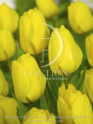 botanic stock photo Tulipa