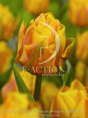 botanic stock photo Tulipa