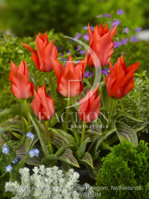 botanic stock photo Tulipa