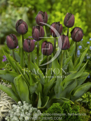 botanic stock photo Tulipa