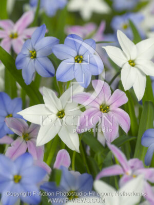 botanic stock photo Ipheion