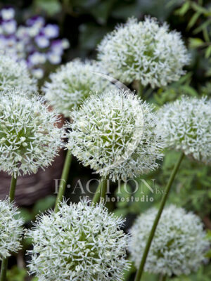 botanic stock photo Allium