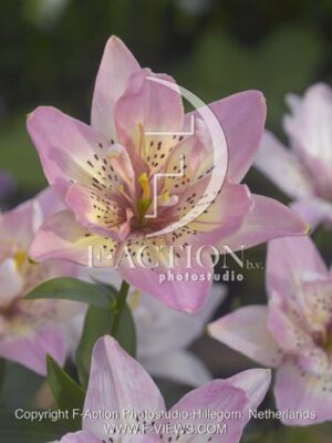 botanic stock photo Lilium