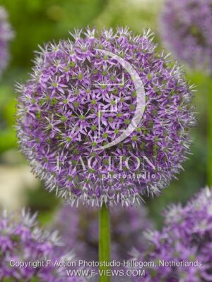 botanic stock photo Allium