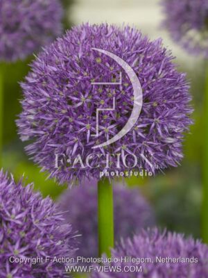 botanic stock photo Allium