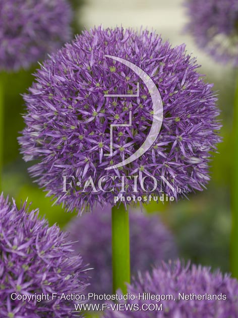 botanic stock photo Allium