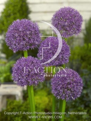 botanic stock photo Allium