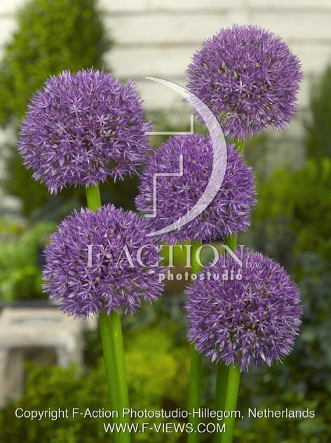 botanic stock photo Allium