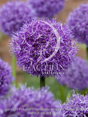 botanic stock photo Allium