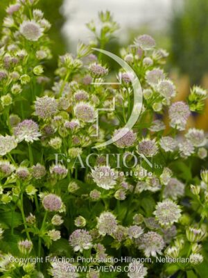 botanic stock photo Astrantia