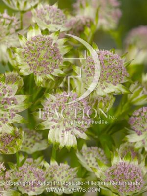 botanic stock photo Astrantia