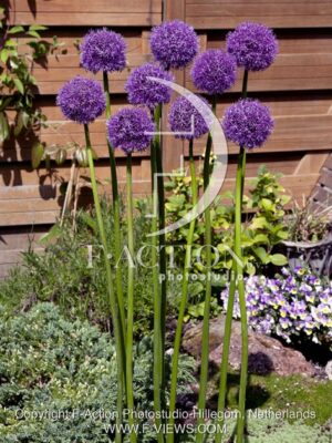 botanic stock photo Allium
