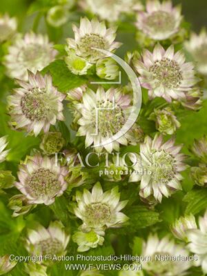 botanic stock photo Astrantia