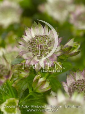 botanic stock photo Astrantia