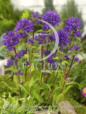 botanic stock photo Campanula