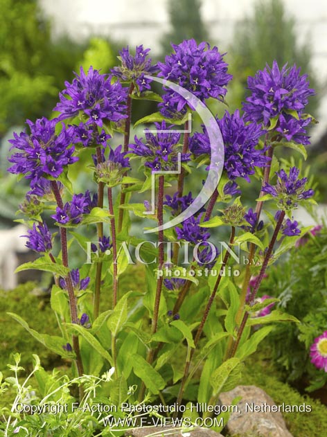 botanic stock photo Campanula