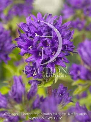 botanic stock photo Campanula