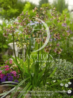 botanic stock photo Allium