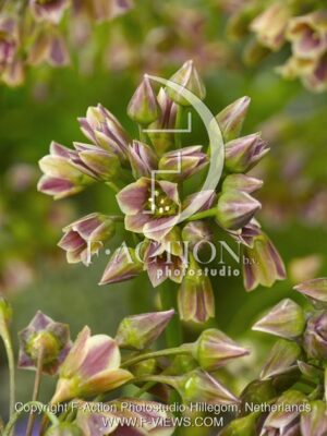 botanic stock photo Allium