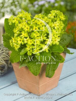 botanic stock photo Primula