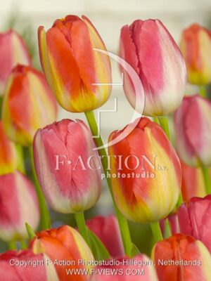 botanic stock photo Tulipa