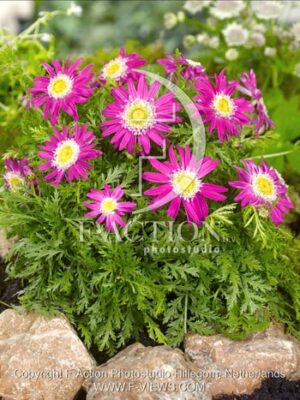botanic stock photo Tanacentum