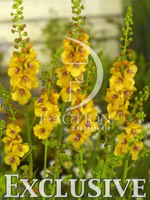 botanic stock photo Verbascum