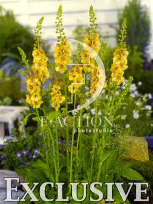 botanic stock photo Verbascum