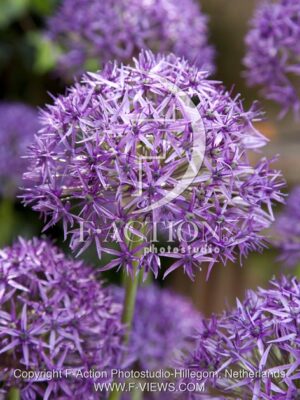 botanic stock photo Allium