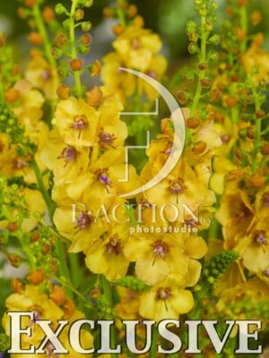 botanic stock photo Verbascum