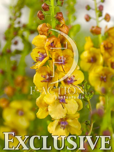 botanic stock photo Verbascum
