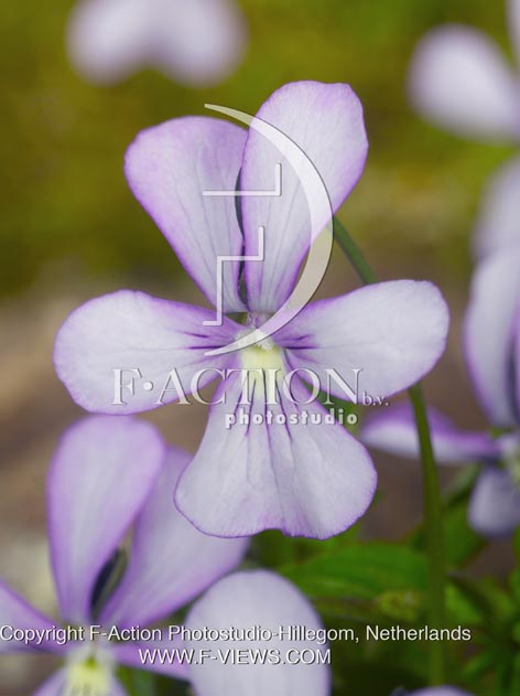botanic stock photo Viola