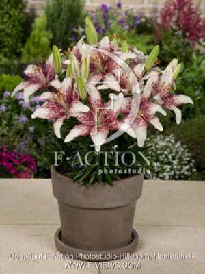 botanic stock photo Lilium